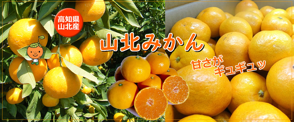 山北みかん